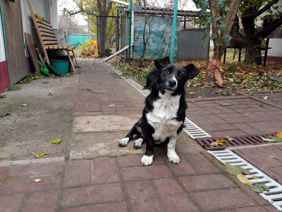 Стерилізована дівчинка маленької породи