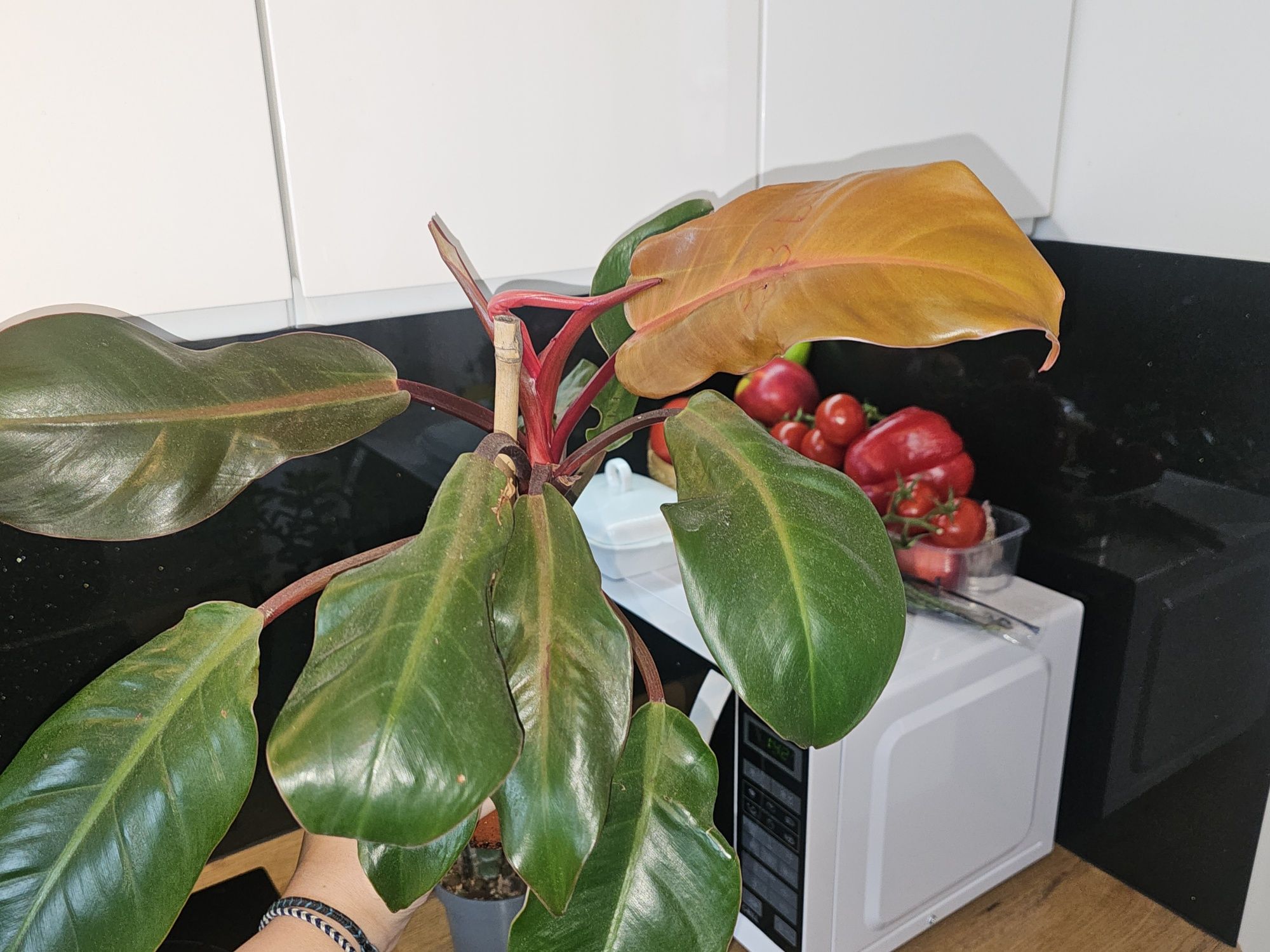 Trzykrotka, grubosz, filodendron