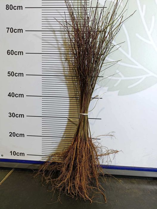 Ałycza - Podkładka dla drzew owocowych (śliw i innych) WIOSNA 2025