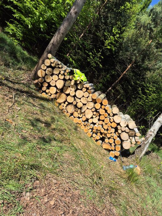 Sprzedam drzewo Brzoza/sosna