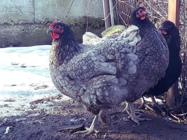 Інкубаційне яйце.(Курчата) Джерсійський гігант - чорний, блакитний.