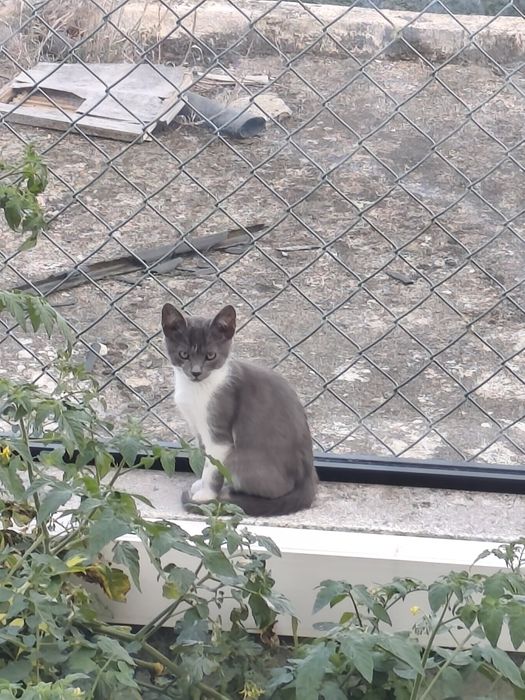 Doa-se gatos brancos e cinza