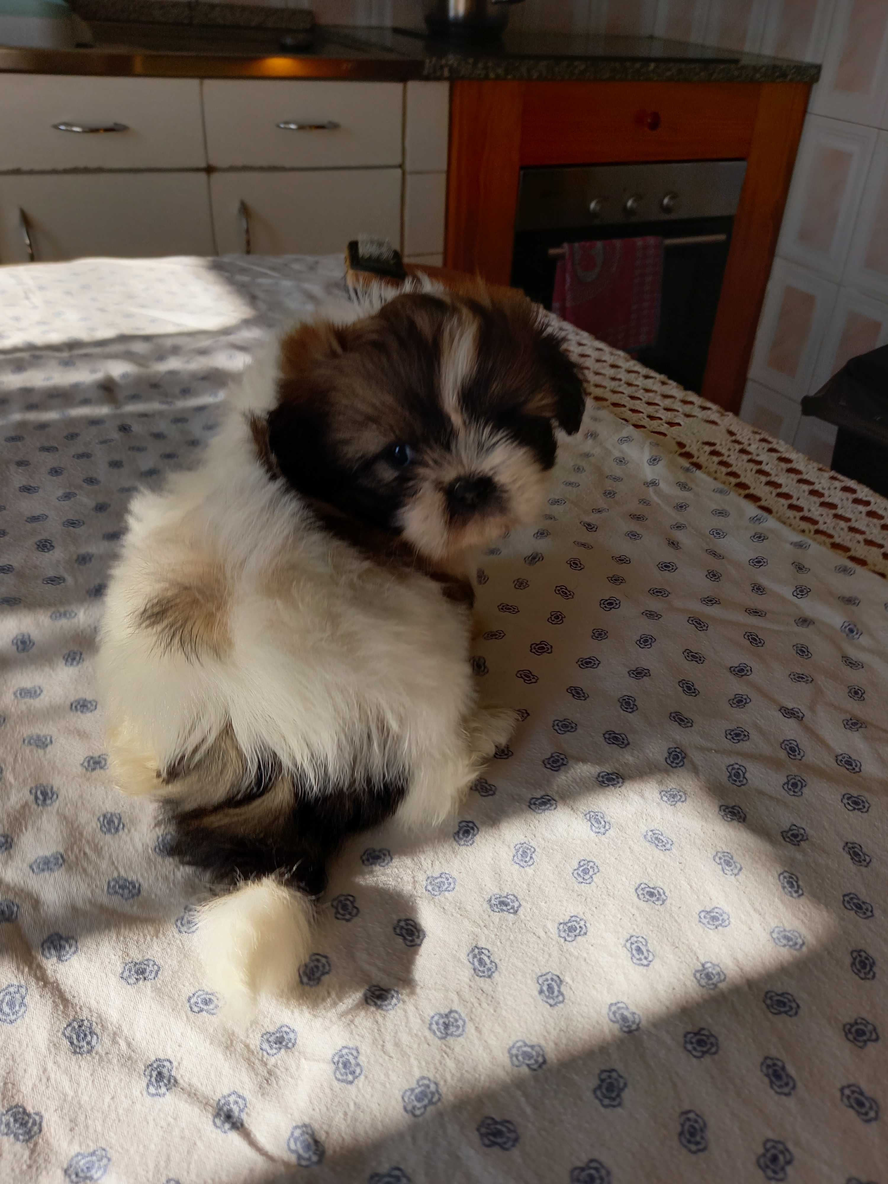 Cachorro Shih-Tzu