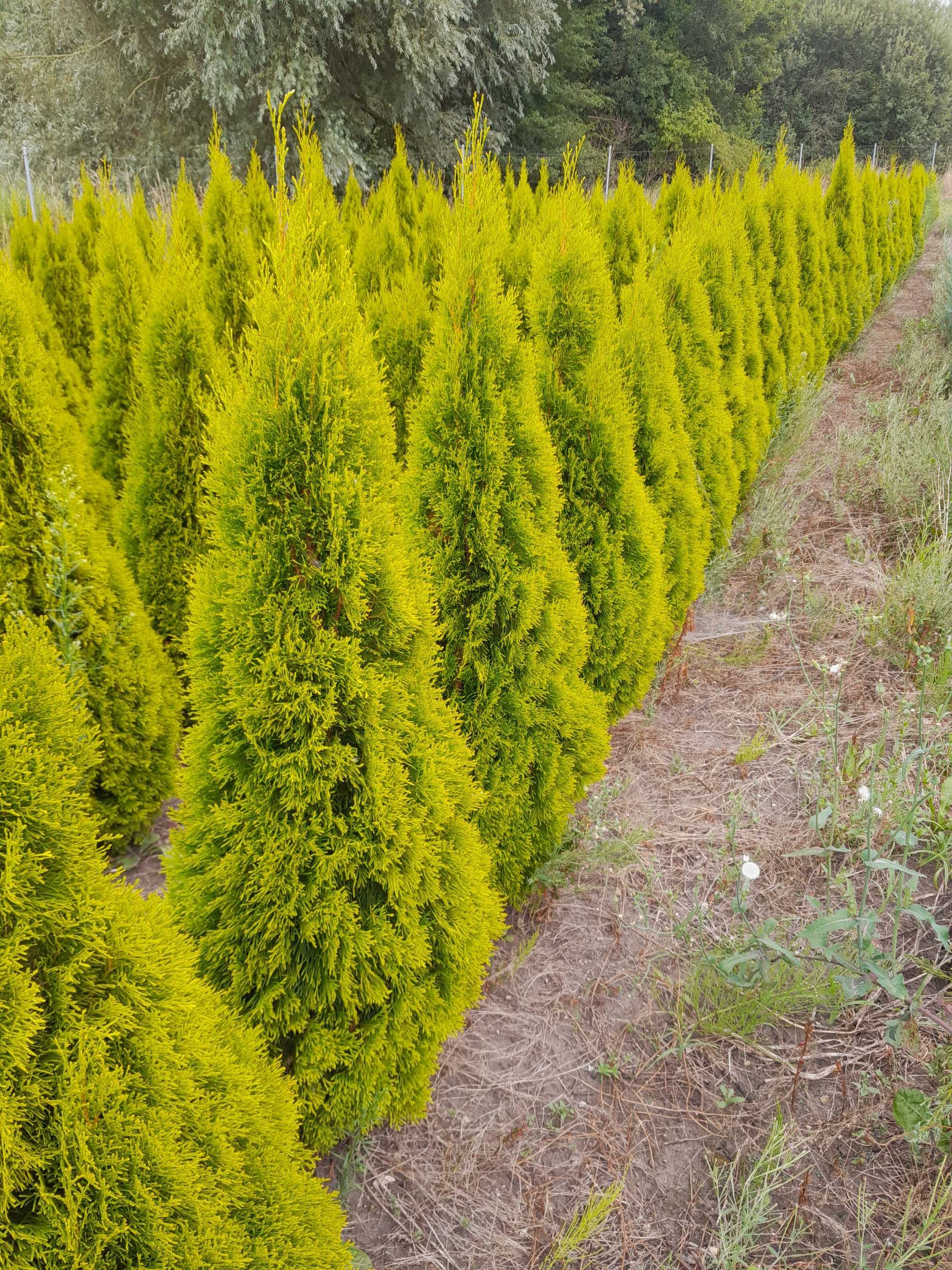 Tuje, Thuja szmaragd 110,130,150,180,200cm PRODUCENT