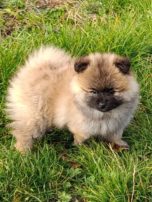 Szpic miniaturowy pomeranian sunia.