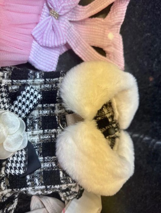 Conjunto roupa Chihuahua (cadela ou gata de porte pequeno)