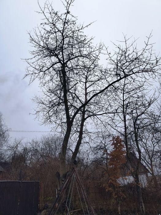 Черешня під зріз, віддам черешню безкоштовно