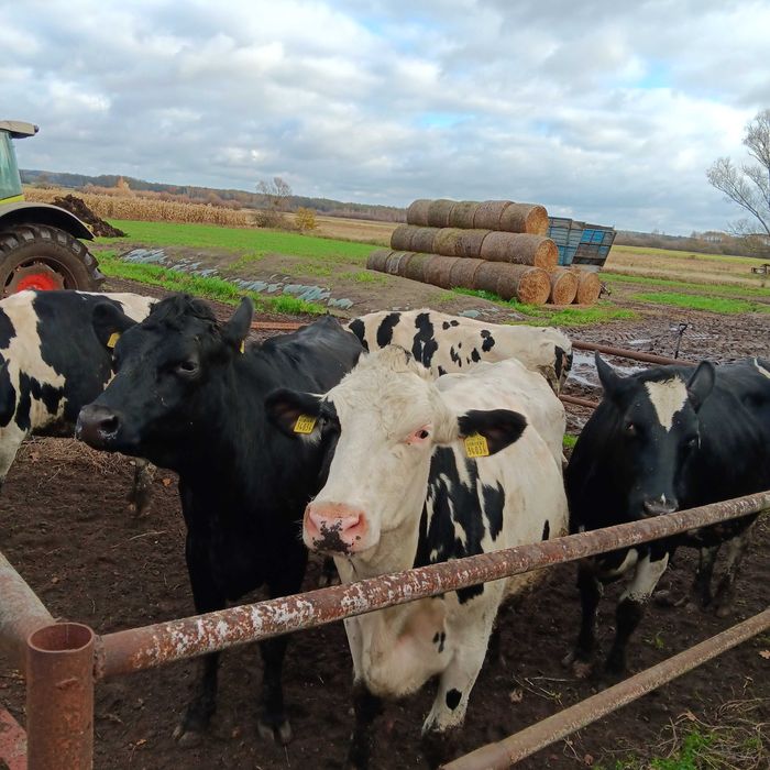 Sprzedam pięć jalowek cielnych