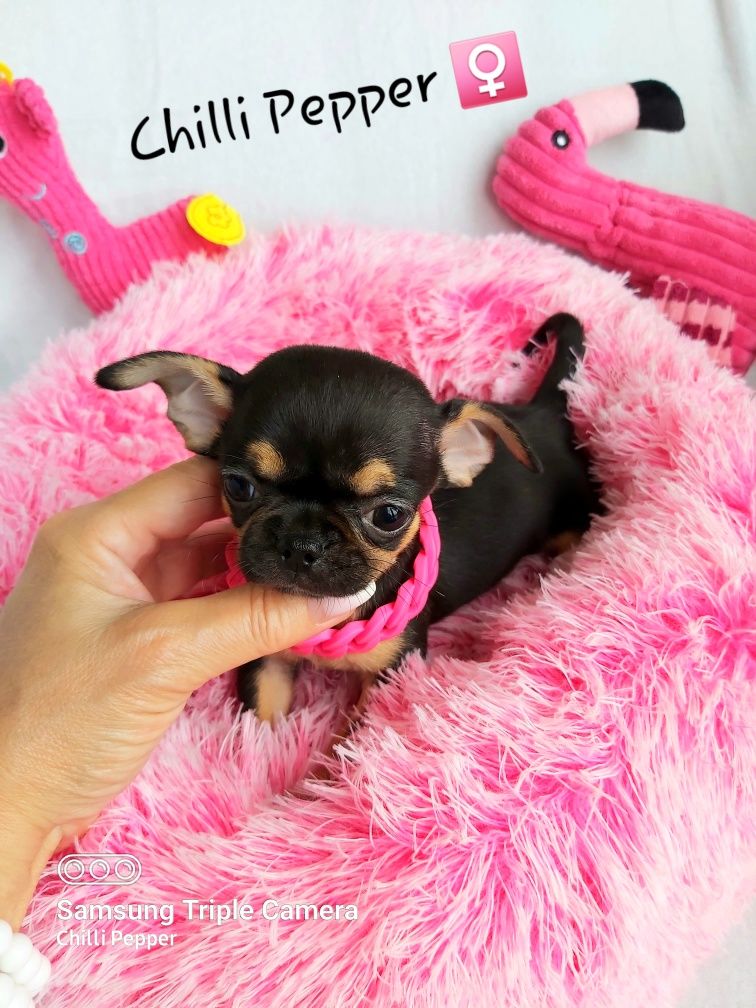 MINIATUROWA przepiękna krótkowłosa suczka chihuahua