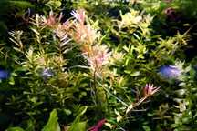 Rotala colorata - Rośliny akwariowe z Profesjonalnej Uprawy