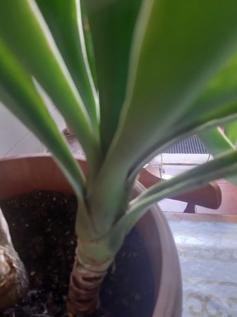 Yucca pequena em vaso