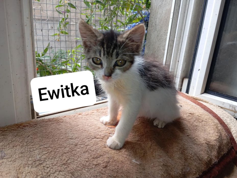 Kociaczki do Adopcji