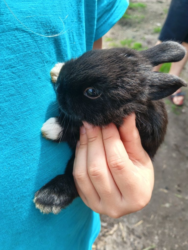 Króliczki miniaturki lewki