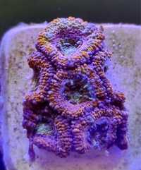 Acanthastrea Lord Rainbow 7P akwarium morskie akwarystyka morska koral