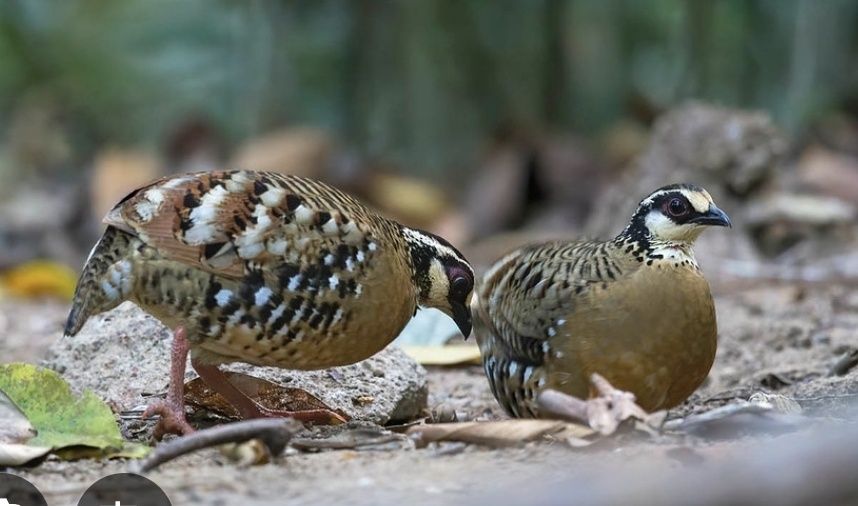 Casal Perdizes  Arborophila bruneopectus de 2025