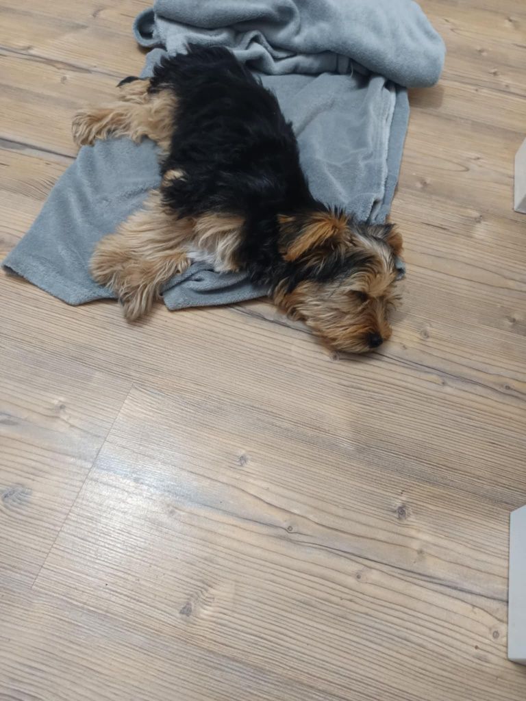 York szuka nowej rodzinki