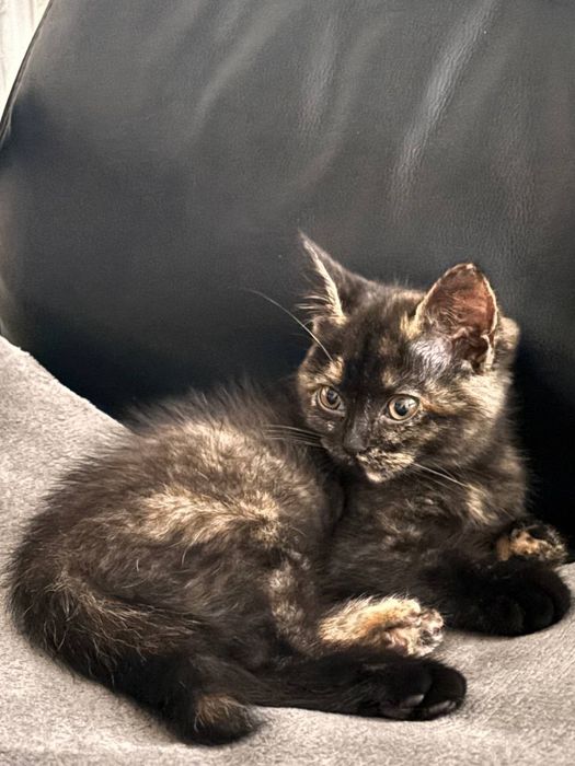 Віддамо в добрі руки