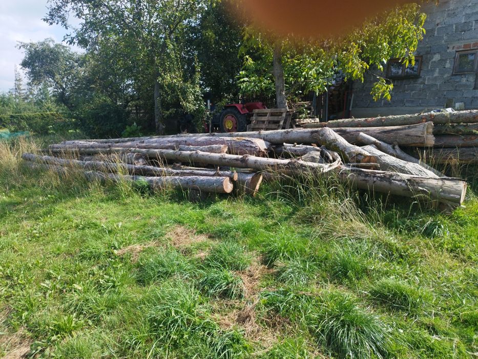 Drzewo do obróbki i na opał