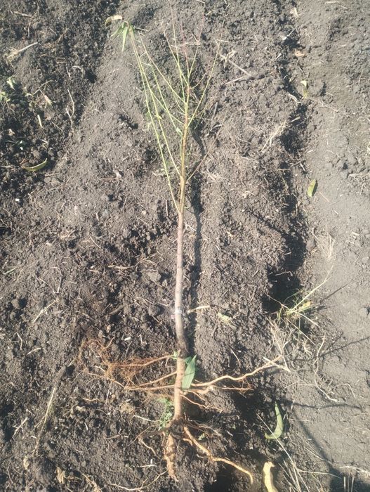 Саджанці персика і абрикоса