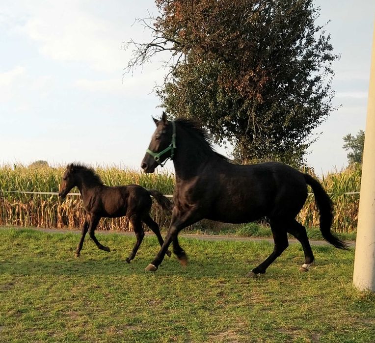 Klacz typ szlachetny po Śląskim ogierze