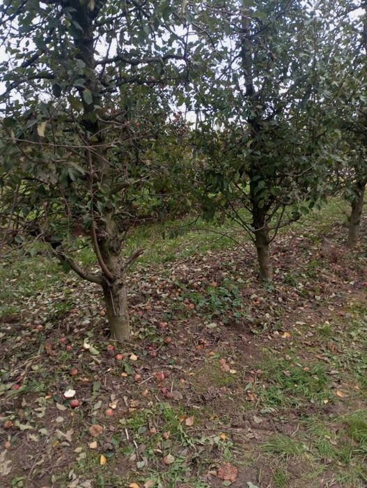 Oddam drewno jabłoniowe  w zamian za usunięcie