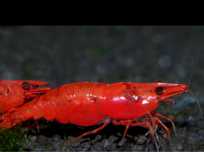 Camarão fogo vermelho