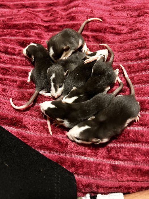 Отдам крыс в добрые руки