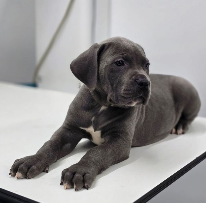 Cane Corso Italiano