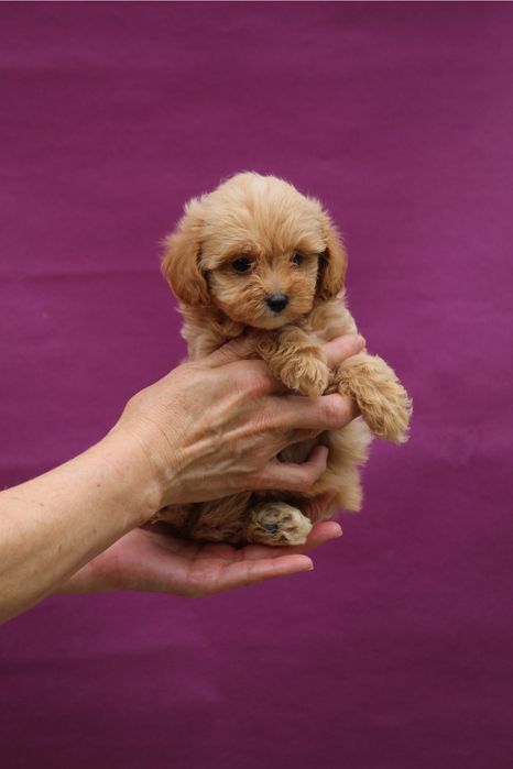 Мальтипу мини девочка ,резервируем мальтипу