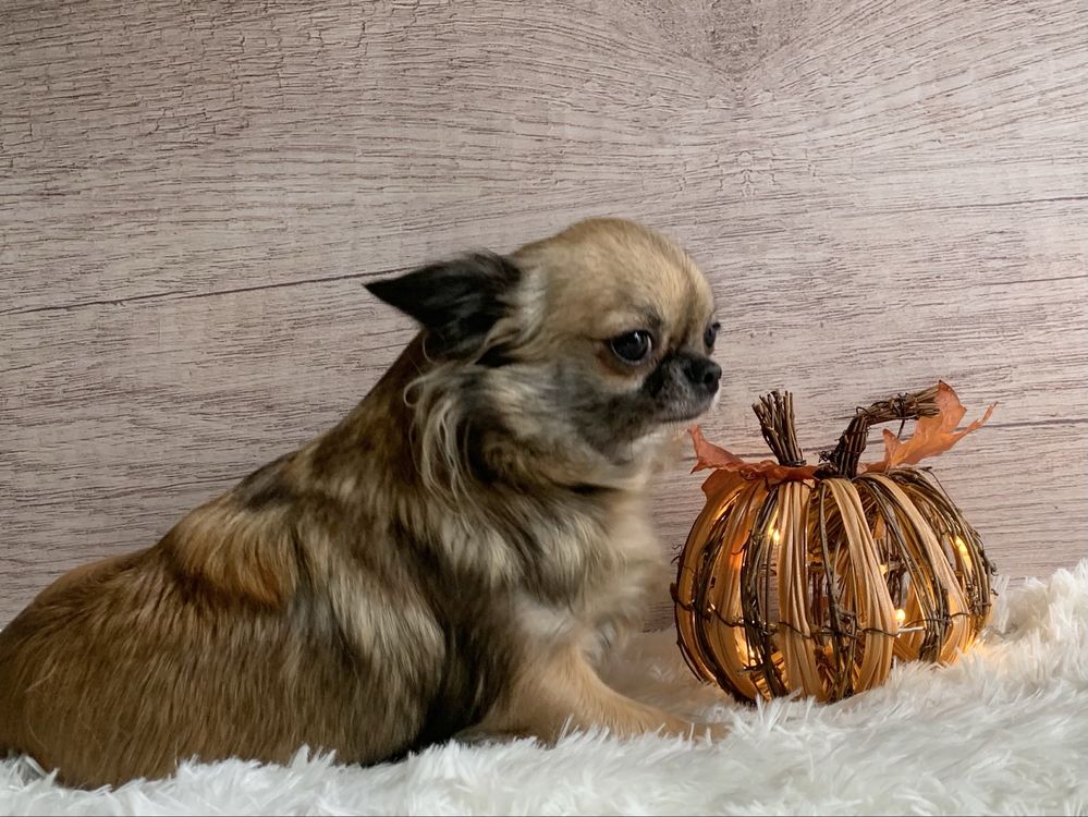 Chihuahua długowłosy słodziak