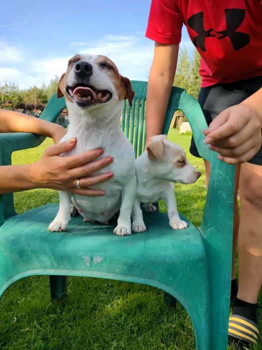 Jack Russell Terrier