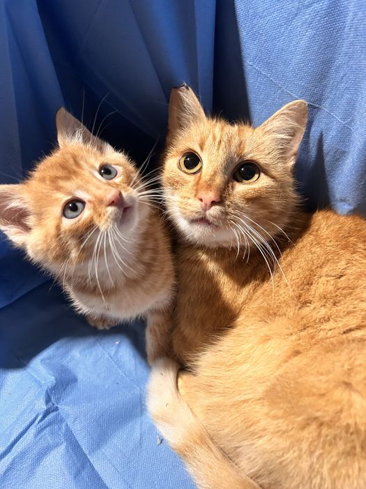 Ruda dziewczynka potrzebuje domku