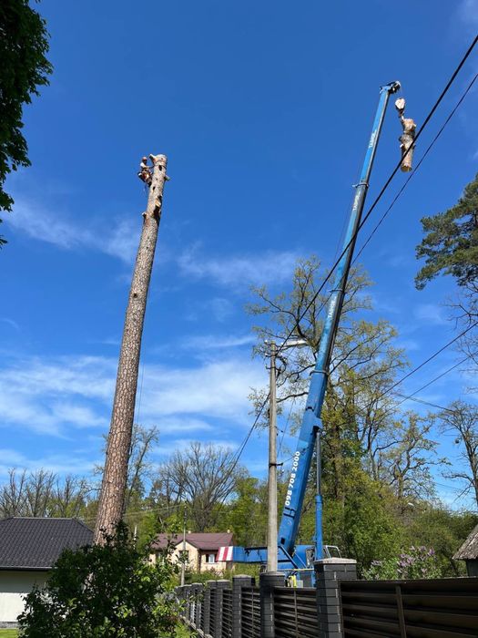 Видалення,спил дерев, кронування,чистка,покіс трави