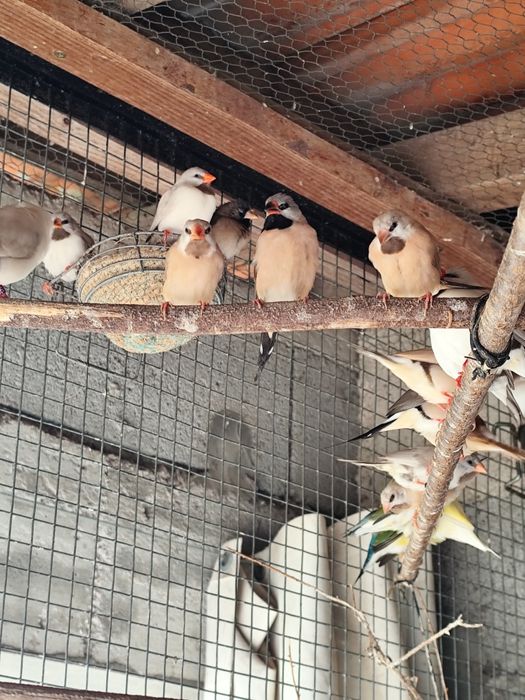 Babetes brancos e bejes