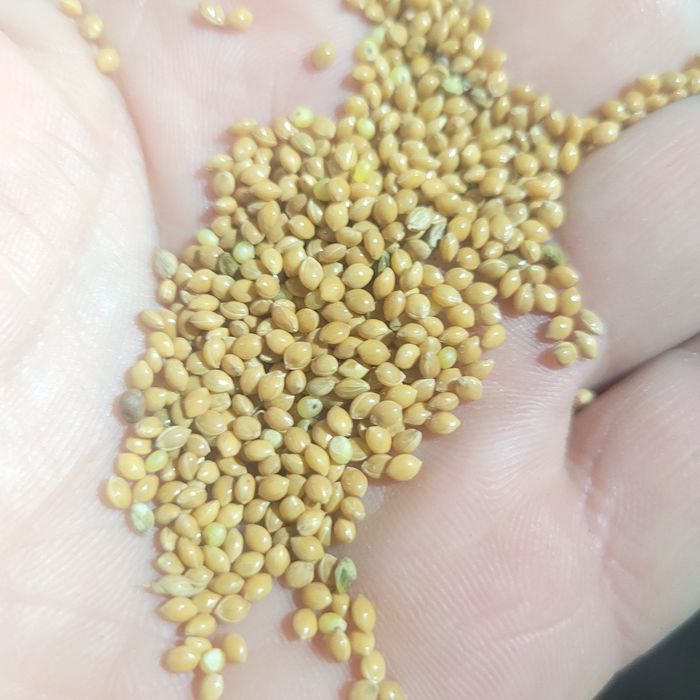 Proso żółte 25kg czyste karma dla ptaków polskie
