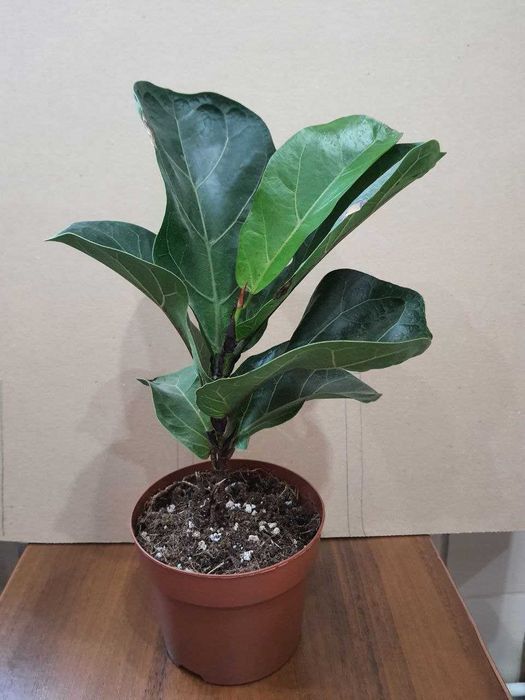 Фикусы Лировидный  Циатистипула  Анастасия Белиз Микрокарпа