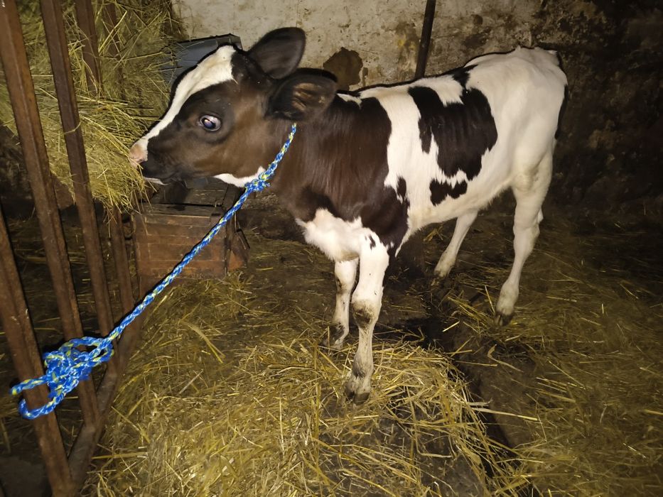 Sprzedam byczki i jalowki