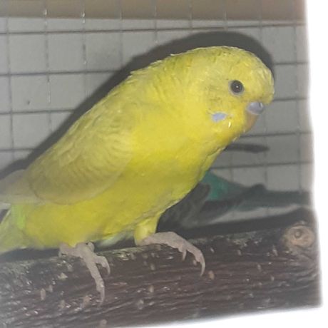 Papuga falista żółta samica Radomsko