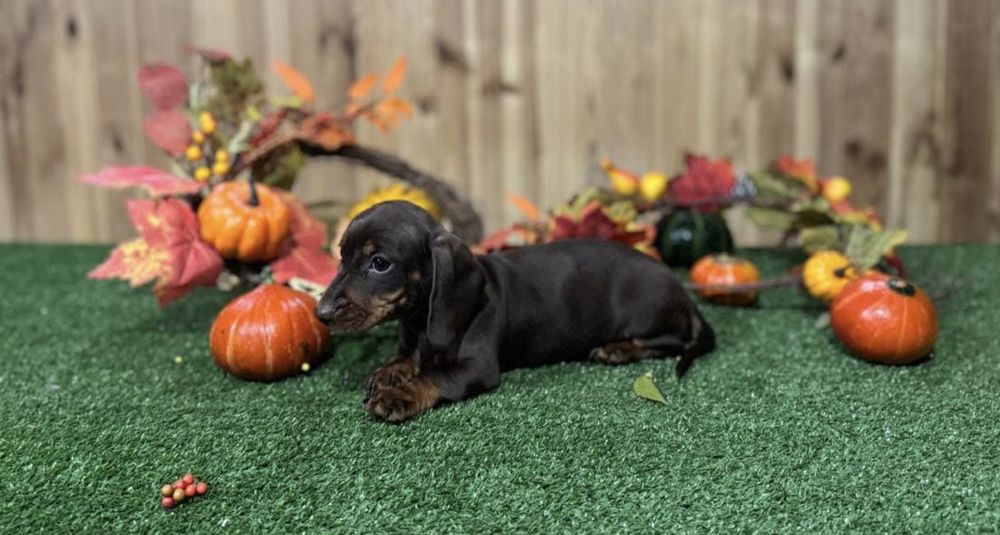 Jamnik miniaturowy suczka FCI