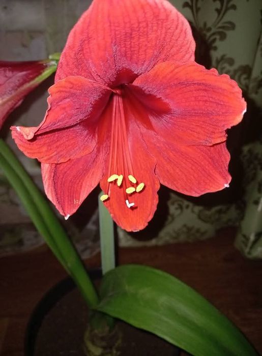 Гіпеаструм,червоний,хлідантус і різні домашні рослини