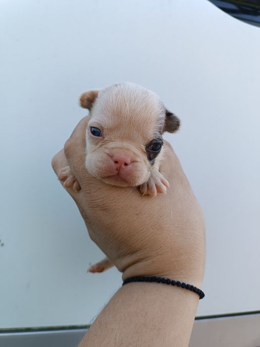 Французики чистокровні,красиві,здорові,розумні,найкращі,різних колір