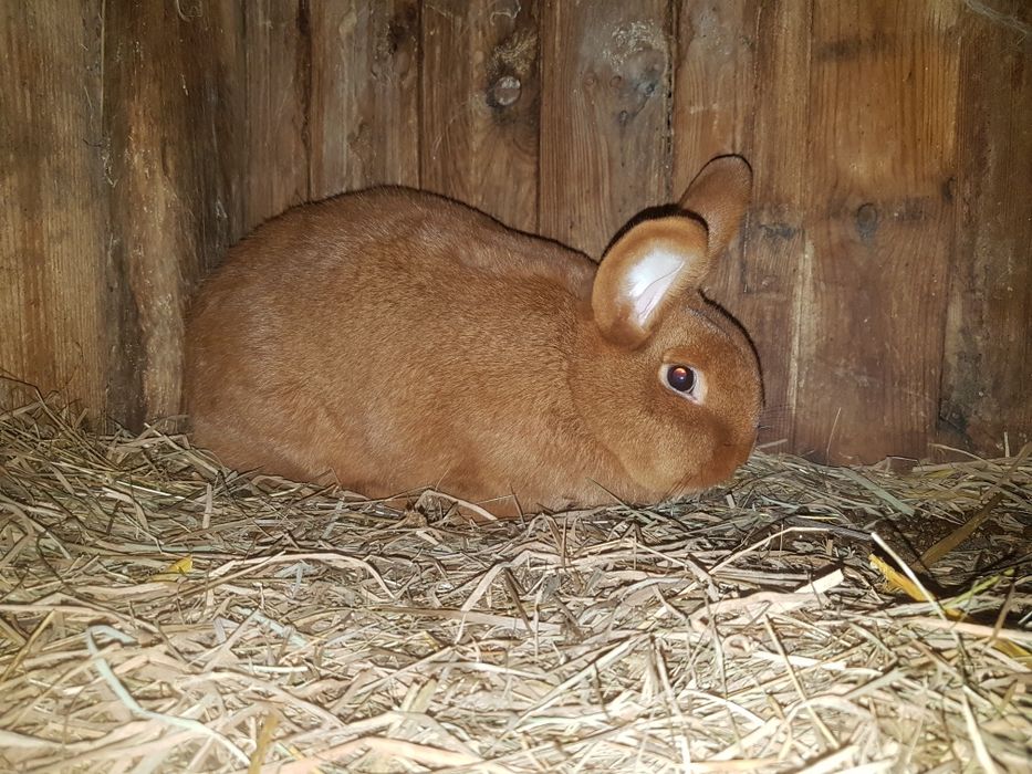 Nowozelandzki Czerwony Samiczki