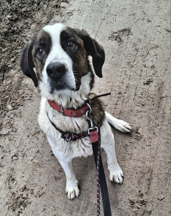 Balto - mieszaniec bernardyna ze świetnym charakterem