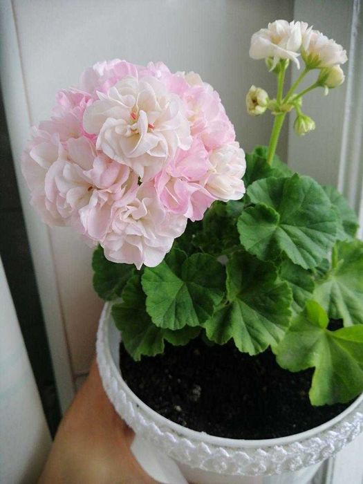 Пеларгонія вкорінені жівці