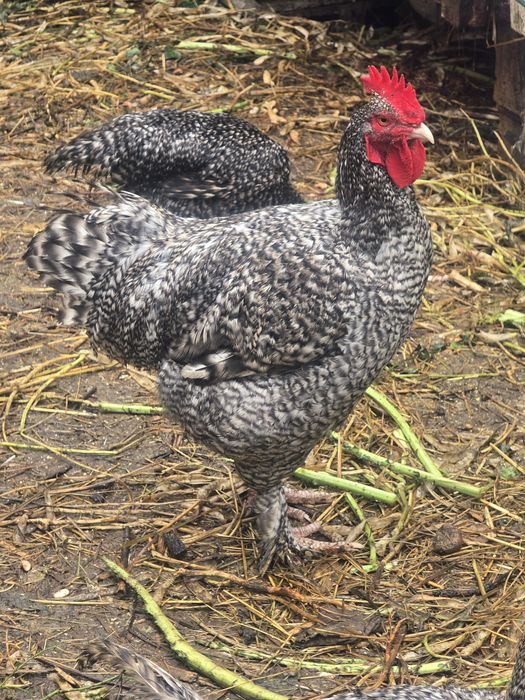 Vendo galos malines