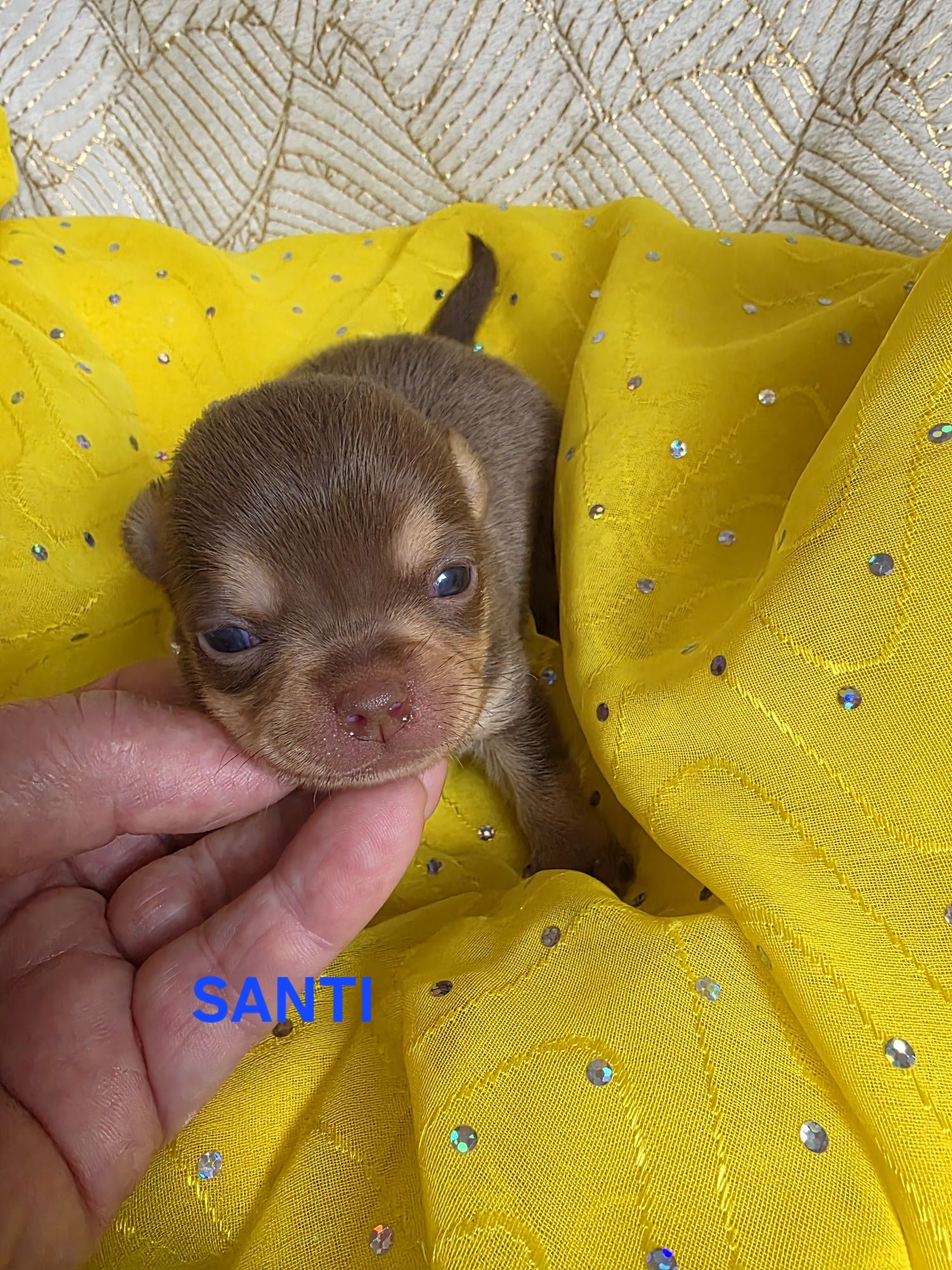 SANTI  choco tan