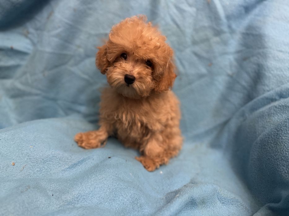 Цуценята мальтіпу