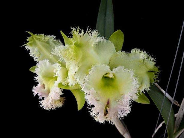 Каттлея, орхидея, Rlc. Golf Green 'Hair Pig'. Крупный цветок, аромат.
