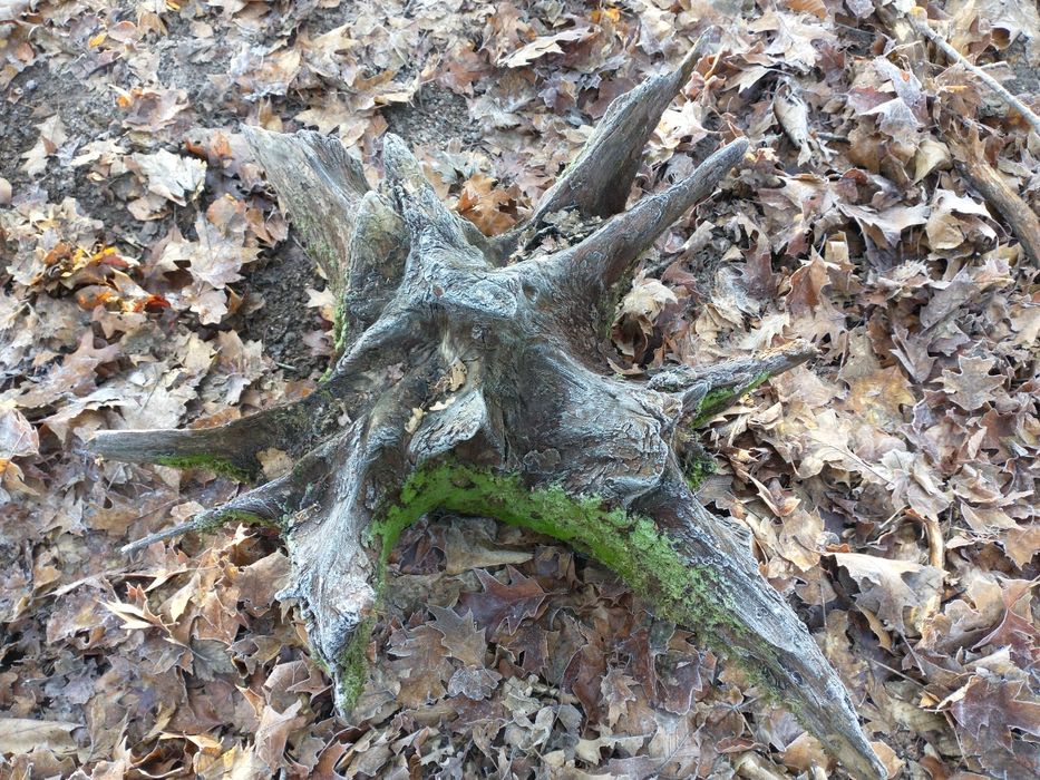 Korzeń dębowy naturalny