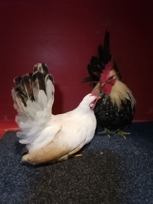 Chabo 2025 kury koguty